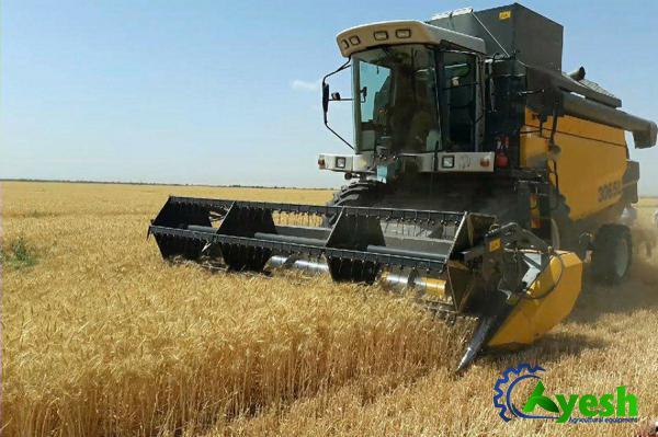 القمح في الزراعة وطریقة التخزين الصحيحة